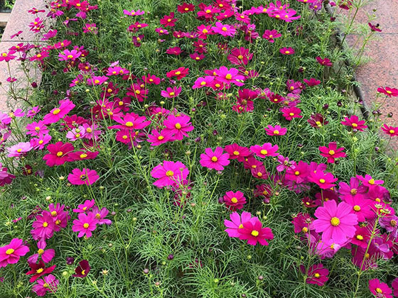 玉溪仿真植物-綠化廠房園林設計
