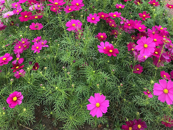 衡水熱銷鮮花-工業園綠化